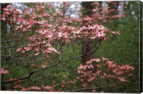 Framed Pink Dogwood Blooms Print