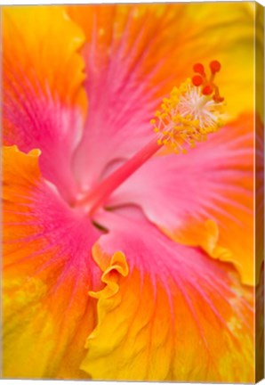 Framed Pink And Yellow Hibiscus Flower,  San Francisco, CA Print