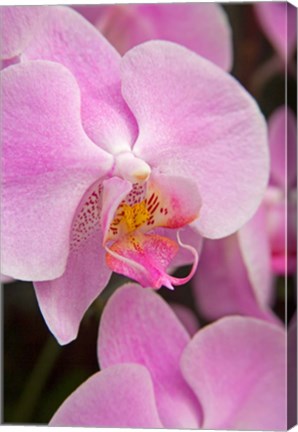 Framed Pink Orchid In The Phalaenopsis Family, San Francisco Print