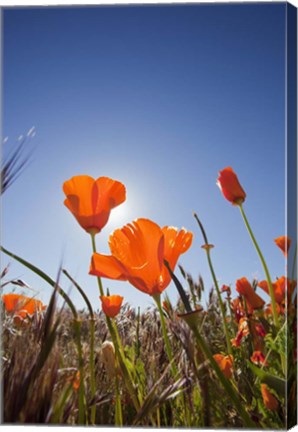 Framed Poppies With Sun And Blue Sky, Antelope Valley, CA Print