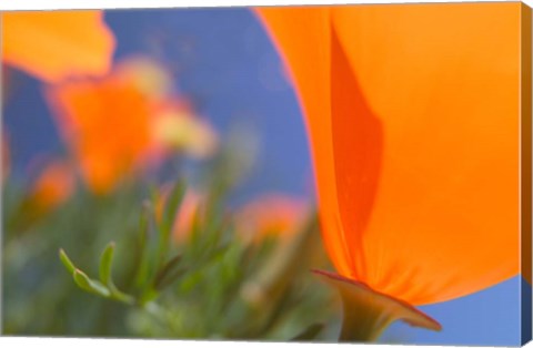 Framed Poppies Spring Bloom 1. Lancaster, CA Print