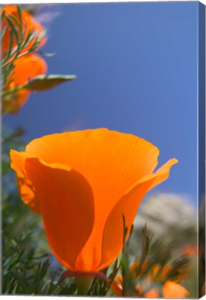 Framed Poppies Spring Bloom 2. Lancaster, CA Print