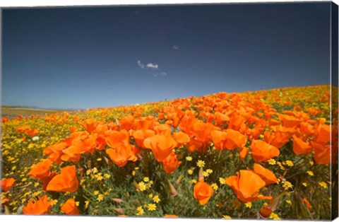 Framed Poppies Spring Bloom 3. Lancaster, CA Print