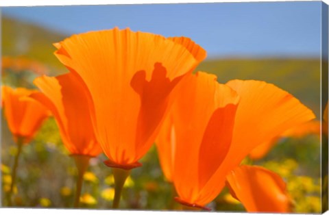 Framed Poppies Spring Bloom 4. Lancaster, CA Print