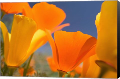 Framed Poppies Spring Bloom 5. Lancaster, CA Print