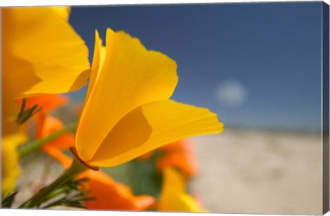 Framed Poppies Spring Bloom 6. Lancaster, CA Print