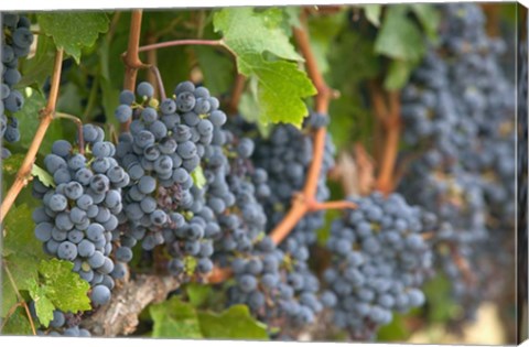 Framed Vineyard Grapes, Calistoga, Napa Valley, Ca Print