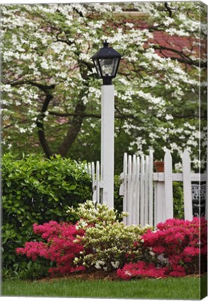 Framed Pickett Fence, Lamp, Azaleas, And Flowering Dogwood Tree, Louisville, Kentucky Print