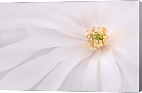 Framed Light Pink Magnolia, Maine Print