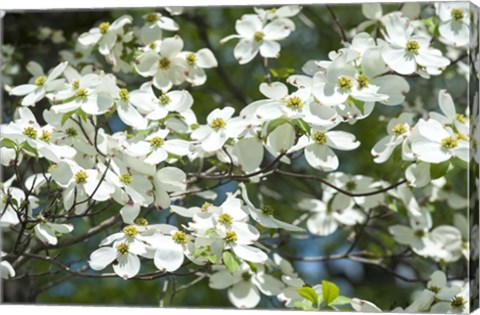 Framed Dogwood Tree, Arnold Arboretum, Boston Print