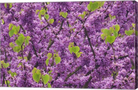 Framed Oregon Blossoms And New Growth On Redbud Tree In Multnomah County Print