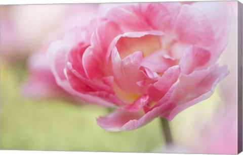 Framed Pink Double Tulip Flower, Pennsylvania Print