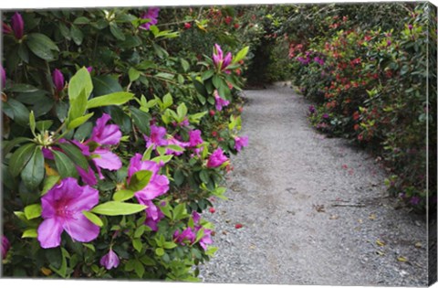 Framed Rhododendron Along Pathway, Magnolia Plantation, Charleston, South Carolina Print