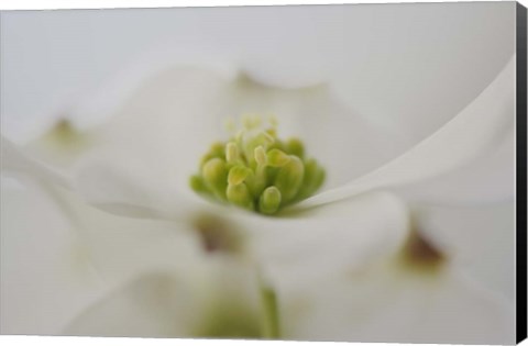 Framed Flowering Dogwood Tree Blossom, South Carolina Print