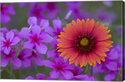 Framed Phlox And Indian Blanket Near Devine Texas Print