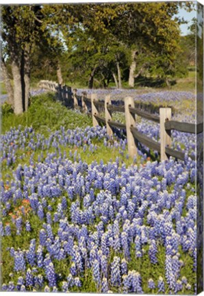 Framed Lone Oak Tree Along Fenceline With Spring Bluebonnets, Texas Print
