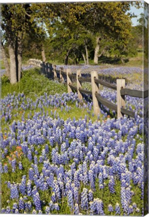 Framed Lone Oak Tree Along Fenceline With Spring Bluebonnets, Texas Print