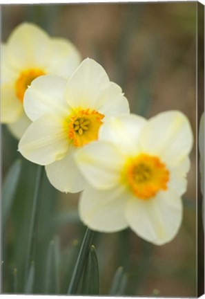 Framed Closeup Of White Daffodils, Arlington, Virginia Print