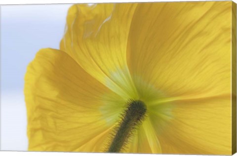 Framed Underside Of Poppy Flower, Seabeck, Washington State Print