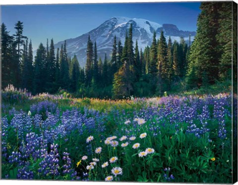 Framed Mount Rainier Print