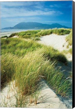 Framed Oregon Dunes Grass Print