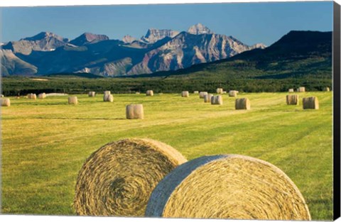 Framed Waterton Hay Bales Print