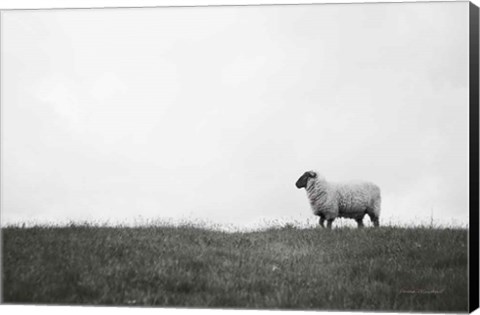 Framed Islay Sheep II Print