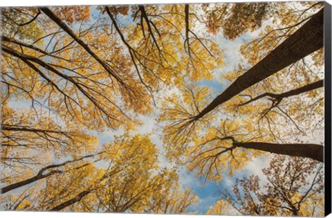 Framed Towering Trees III Print