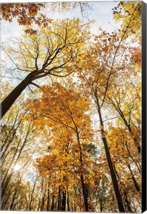 Framed Towering Trees II Print