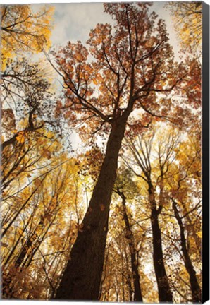 Framed Towering Trees I Print