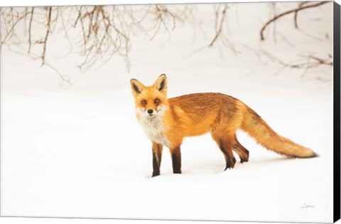 Framed Red Fox IV Print