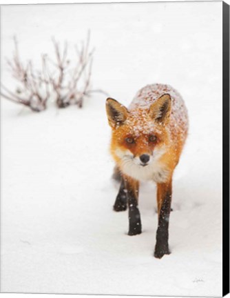 Framed Red Fox III Print