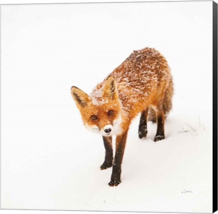 Framed Red Fox II Print