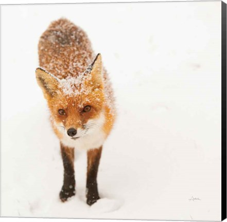 Framed Red Fox I Print