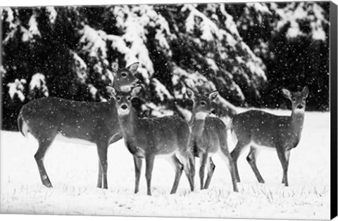 Framed Herd Print