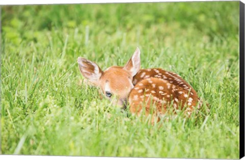 Framed Fawn Print