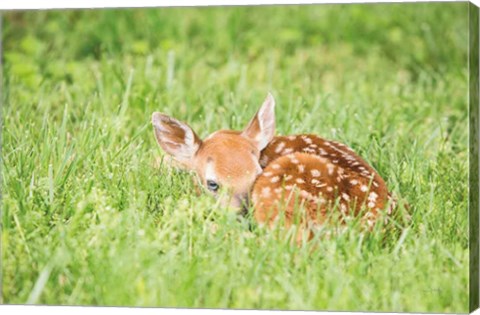 Framed Fawn Print