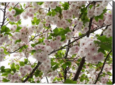 Framed Close-up of Cherry Blossom Flowers, Harajuku, Meiji Shrine, Tokyo, Japan Print