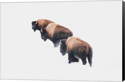 Framed Yellowstone Trio Print