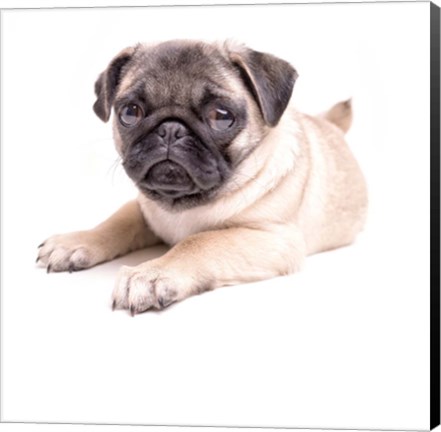 Framed Cute Pug Puppy Print