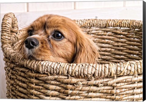 Framed Puppy in a Laundry Basket Print