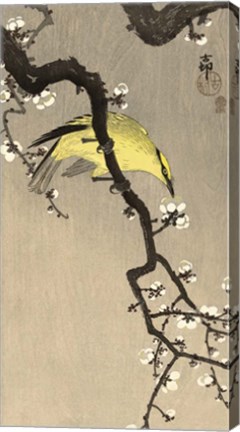 Framed Chinese Wielewaal on Plum Blossom Branch, 1900-1910 Print