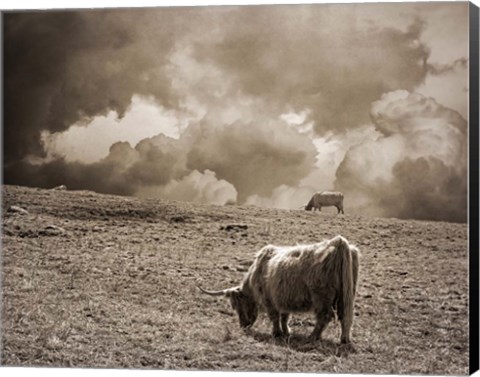 Framed Scottish Highland Cattle No. 1 Print