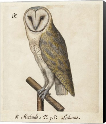 Framed Barn Owl, 1560-1585 Print