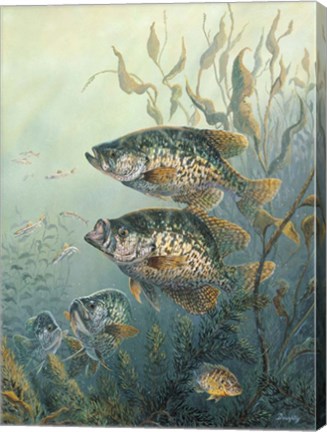 Framed Black Crappies Print