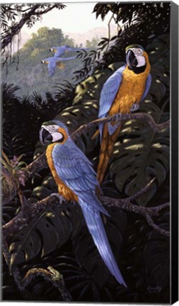 Framed Macaws Print