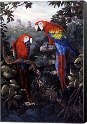 Framed Macaws Red Print