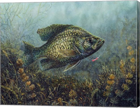 Framed Black Crappie Print