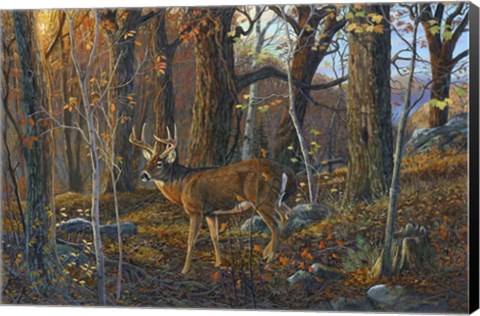 Framed Lost Valley Buck Print