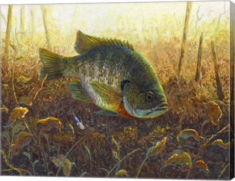 Framed Bluegill Print